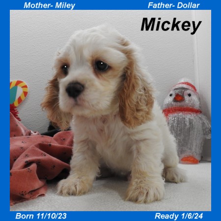 puppy, for, sale, Cocker Spaniel, Joe & Cherri  Overlease, dog, breeder, Miller, MO, dog-breeder, puppy-for-sale, forsale, nearby, find, puppyfind, locator, puppylocator, aca